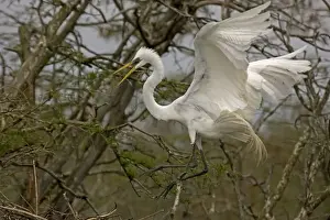 Taking Off Prints: Great / Common / American Egret - in flight - taking off from tree - Louisiana - USA