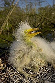Images Dated 11th April 2010: Great / Common / American Egret - nestling - Louisiana - USA