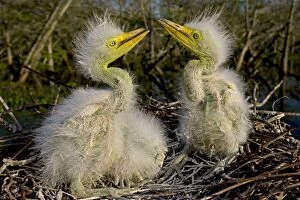 Images Dated 11th April 2010: Great / Common / American Egret - nestlings - Louisiana - USA