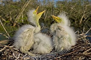 Images Dated 11th April 2010: Great / Common / American Egret - nestlings - Louisiana - USA