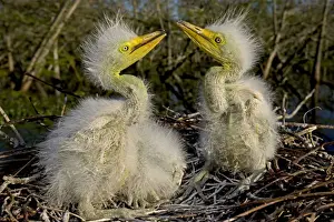 Great / Common / American Egret - nestlings - Louisiana - USA