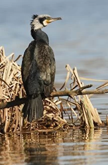 Great Cormorant - adult perched on a branch