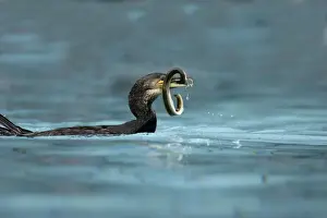 Eels Prints: Great Cormorant - with eel. Alsace - France