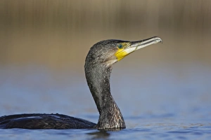 Images Dated 5th April 2009: Great Cormorant - female on water - Cleveland - UK