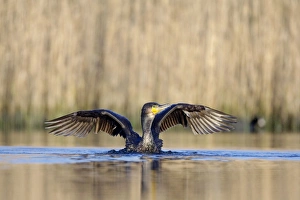 Images Dated 5th April 2009: Great Cormorant - female with wings outstretched preparing to take-off from water - Cleveland - UK