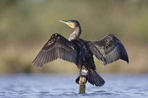 Post Gallery: Great Cormorant - female with wings outstretched to dry