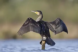 Cormorants Prints: Great Cormorant - female with wings outstretched to dry - Cleveland - UK
