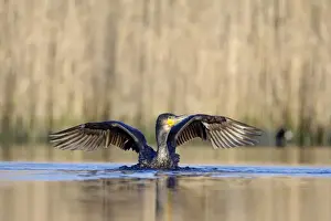 Fisher Prints: Great Cormorant - female with wings outstretched preparing to take-off from water - Cleveland - UK