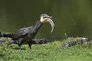 Cormorants Prints: Great Cormorant - with fish in mouth - Western Springs - Auckland - New Zealand
