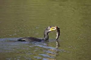 Great Cormorant - with fish in mouth - Western Springs - Auckland - New Zealand