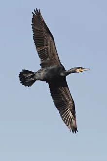 Great Cormorant in flight
