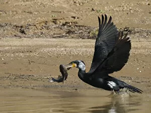Phalacrocorax Collection: Great Cormorant - in flight with fish Phalacrocorax carbo Rajasthan, India BI032181
