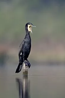 Images Dated 13th April 2009: Great Cormorant - male in breeding colours - mouth open as it pushes a fish further down its gullet