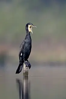 Swallowing Prints: Great Cormorant - male in breeding colours - mouth open as it pushes a fish further down its gullet - Cleveland - UK