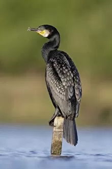 Images Dated 26th April 2009: Great Cormorant - male in breeding colours showing bronze tinged wings