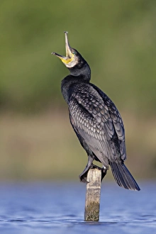 Great Cormorant - male in breeding colours showing bronze tinged wings and black scaled back feathers Great Cormorant - male in breeding colours showing bronze tinged wings and black scaled back feathers