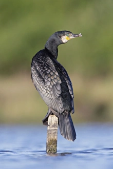 Images Dated 26th April 2009: Great Cormorant - male in breeding colours showing bronze tinged wings