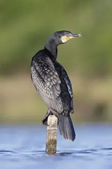 Great Cormorant - male in breeding colours showing bronze tinged wings and black scaled back feathers and emerald green eye - Cleveland - UK