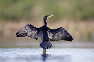 Fisher Prints: Great Cormorant - male in breeding colours showing wings open for drying - Cleveland - UK