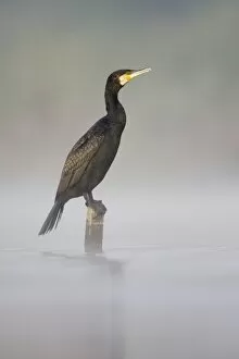 Images Dated 13th April 2009: Great Cormorant - male in breeding colours sitting on a submerged wooden post with mist rising