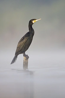 Images Dated 13th April 2009: Great Cormorant - male in breeding colours sitting on a submerged wooden post with mist rising