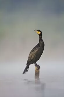 Great Cormorant - male in breeding colours sitting on a submerged wooden post with mist rising from water surface