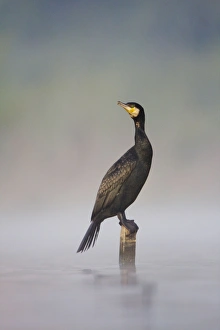 Images Dated 13th April 2009: Great Cormorant - male in breeding colours sitting on a submerged wooden post with mist rising