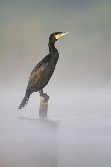 Fisher Prints: Great Cormorant - male in breeding colours sitting on a submerged wooden post with mist rising from water surface