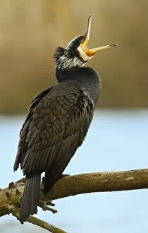 Great Cormorant - perched on a branch with beak open