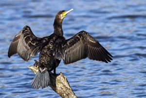 Great Cormorant - perched on a log with open wings