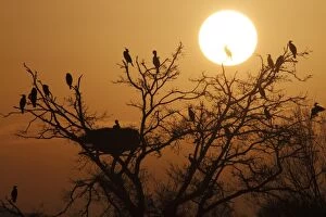 Great Cormorant perched on a tree at sunset