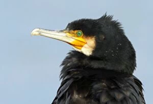 Great Cormorant - portrait