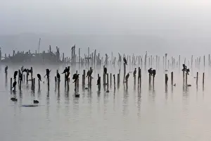 Eerie Prints: Great Cormorant - sitting on posts - Le Parc Ornithologique du Teich - Arcachon - Bassin d'Arcachon - Gironde
