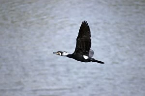 Images Dated 24th September 2006: Great Cormorant, widespread Old World species, in flight. In breeding plumage