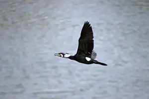 Great Cormorant, widespread Old World species, in flight. In breeding plumage (photographed in India)