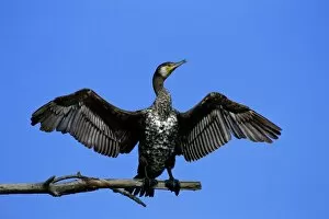Cormorants Collection: Great Cormorant With wings open to dry off after fishing. Delta de Llobegrat, Barcelona, Spain