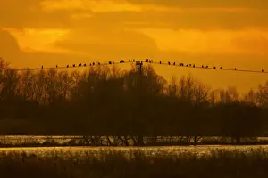 Great Cormorants - On power lines at Sunset Welney, Ouse Washes, Norfolk, UK BI000083