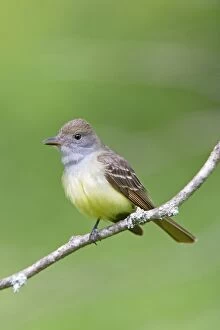 Images Dated 17th May 2009: Great-crested Flycatcher