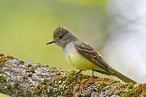 Flycatchers Prints: Great-crested Flycatcher. CT in May. USA
