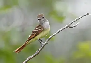 Flycatchers Prints: Great-crested Flycatcher - spring Connecticut, USA