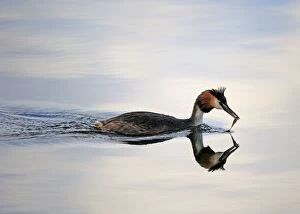 Images Dated 13th June 2013: Great Crested Grebe