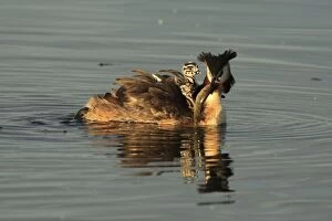 Images Dated 16th June 2013: Great Crested Grebe