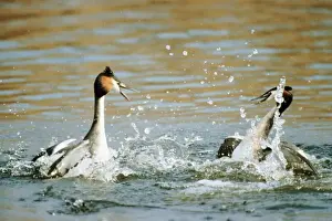 Great Crested Grebe ME 31 Fighting Podiceps cristatus © Johan De Meester / ardea. com