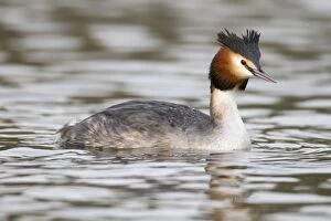 Images Dated 19th February 2011: Great Crested Grebe