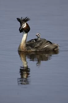 Great Crested Grebe - Adult with 2 chicks on its back