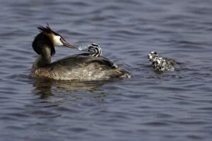 Great Crested Grebe - Adult feeding chick with feather, to help digestion