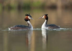 Male Gallery: Great Crested Grebe adults pair