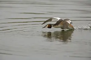 Grebes Prints: Great Crested Grebe - agressively running over water protecting it's territory - March - Norfolk - UK