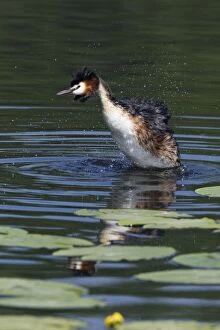 Images Dated 28th May 2012: Great Crested Grebe - bird bathing and ruffling feathers