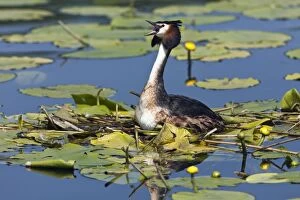 Images Dated 24th May 2012: Great Crested Grebe - calling fron nest platform